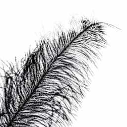 John Bead Ostrich Spad Feather - Black - close-up of tip