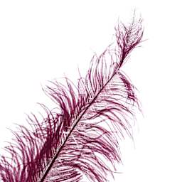 John Bead Ostrich Spad Feather - Eggplant - close-up of tip