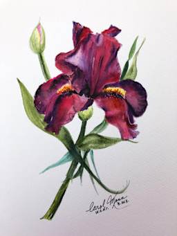 Watercolor Iris by Artist Carol Mann