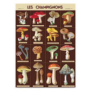Cavallini Les Champignons Gift Wrap