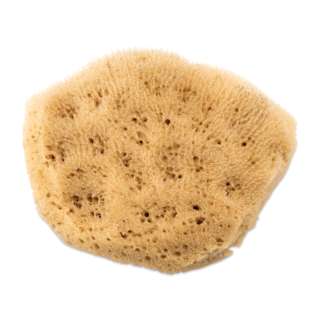 Royal & Langnickel Elephant Ear Sponge - 2-1/2" to 3"