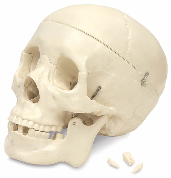 Open in modal - Budget Skull - Side view of plastic skull with 3 teeth removed and adjacent