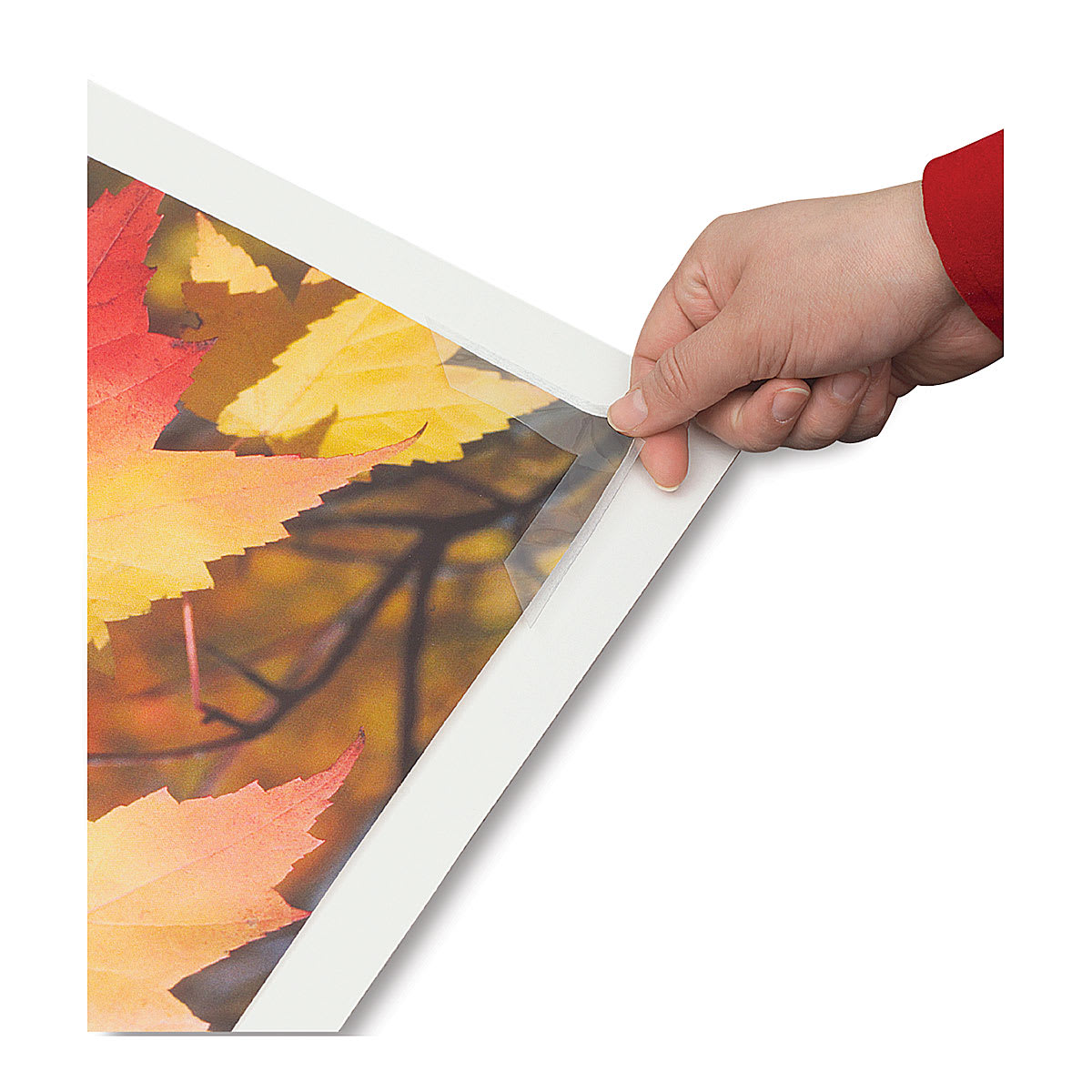 Lineco Archival Mounting Corners - Hand fixing Clear Mounting corner on painting of leaves Lineco Archival Mounting Corners - Hand fixing Clear Mounting corner on painting of leaves
