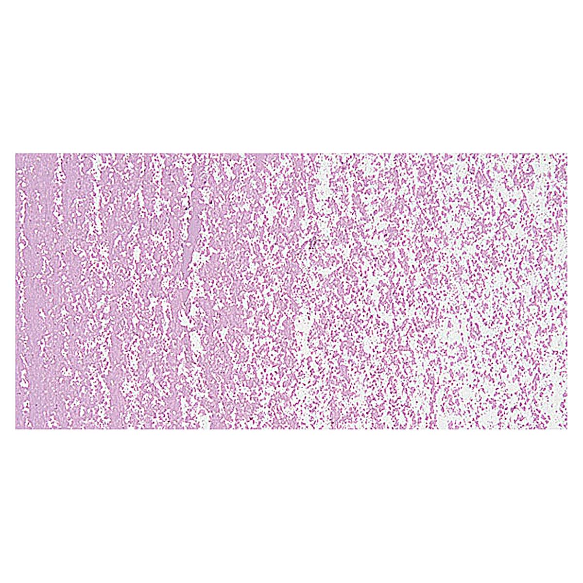 Holbein Artists' Oil Pastel - Magenta 5 swatch