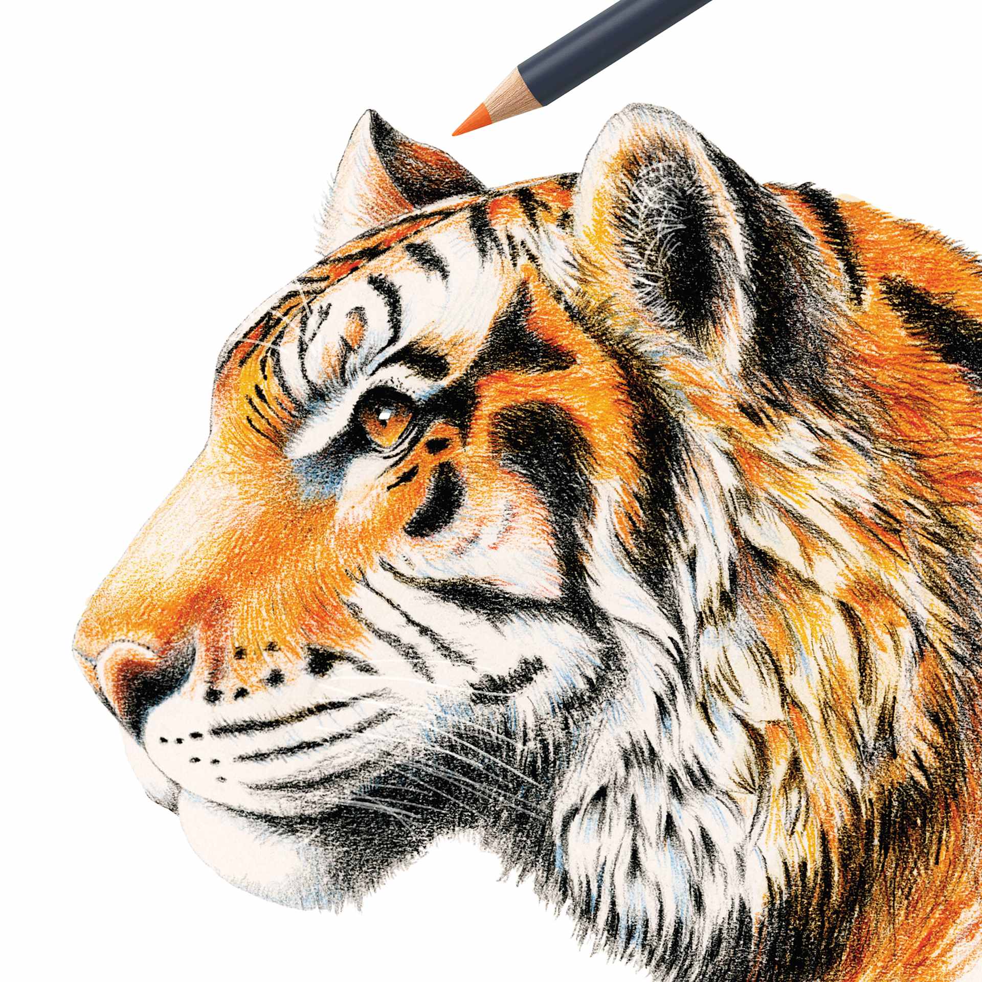 Faber-Castell Goldfaber Color Pencils - Set of 24, Assorted Colors, sketching a tiger