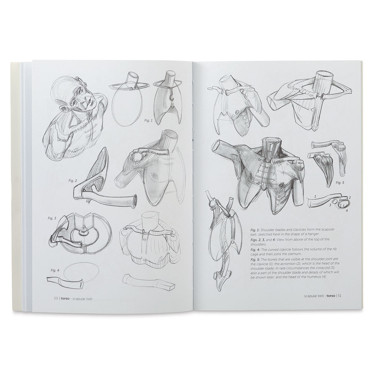 Anatomy for Artists Skeleton and Bone Reference Points - Spread on Shoulders