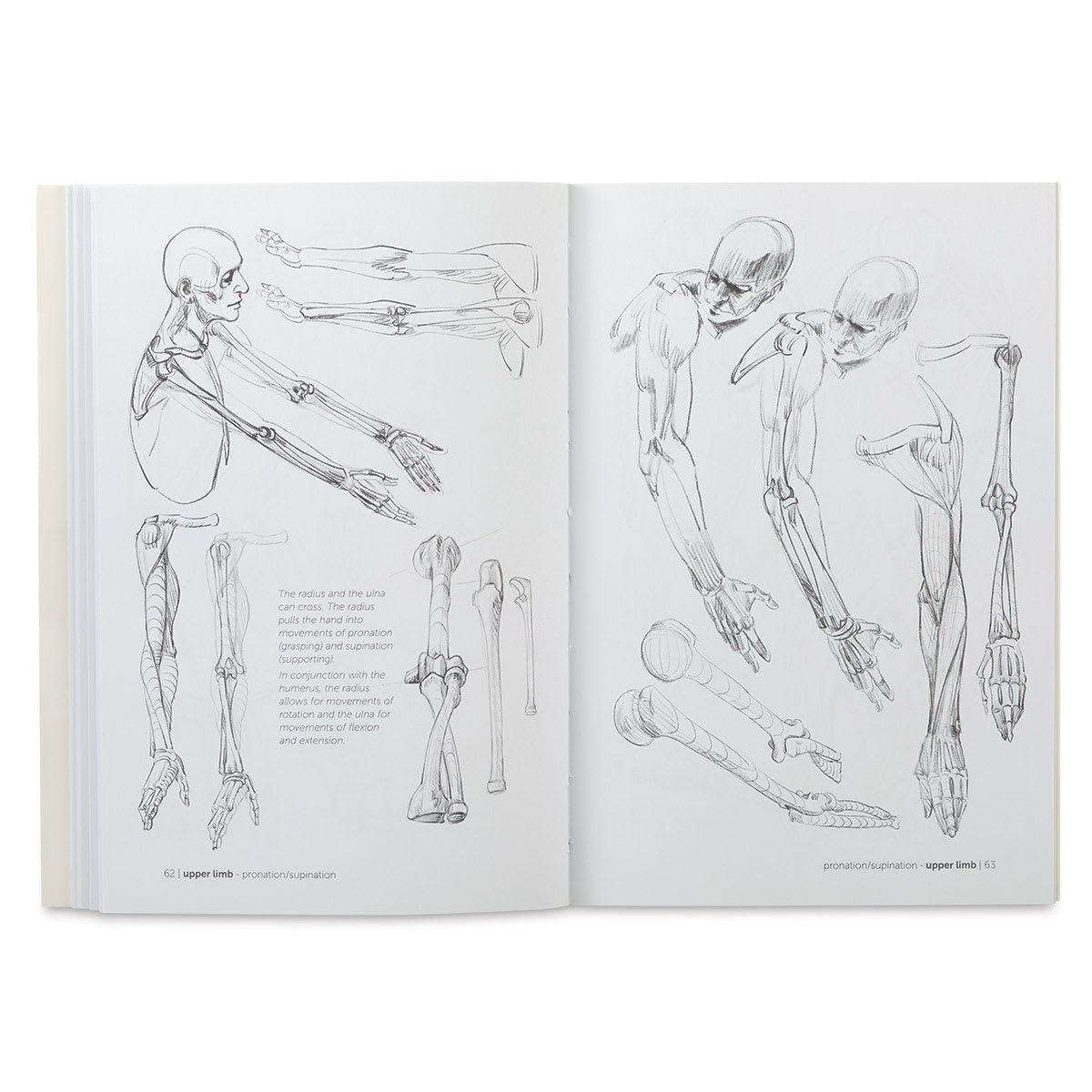 Anatomy for Artists Skeleton and Bone Reference Points - Spread on Limbs