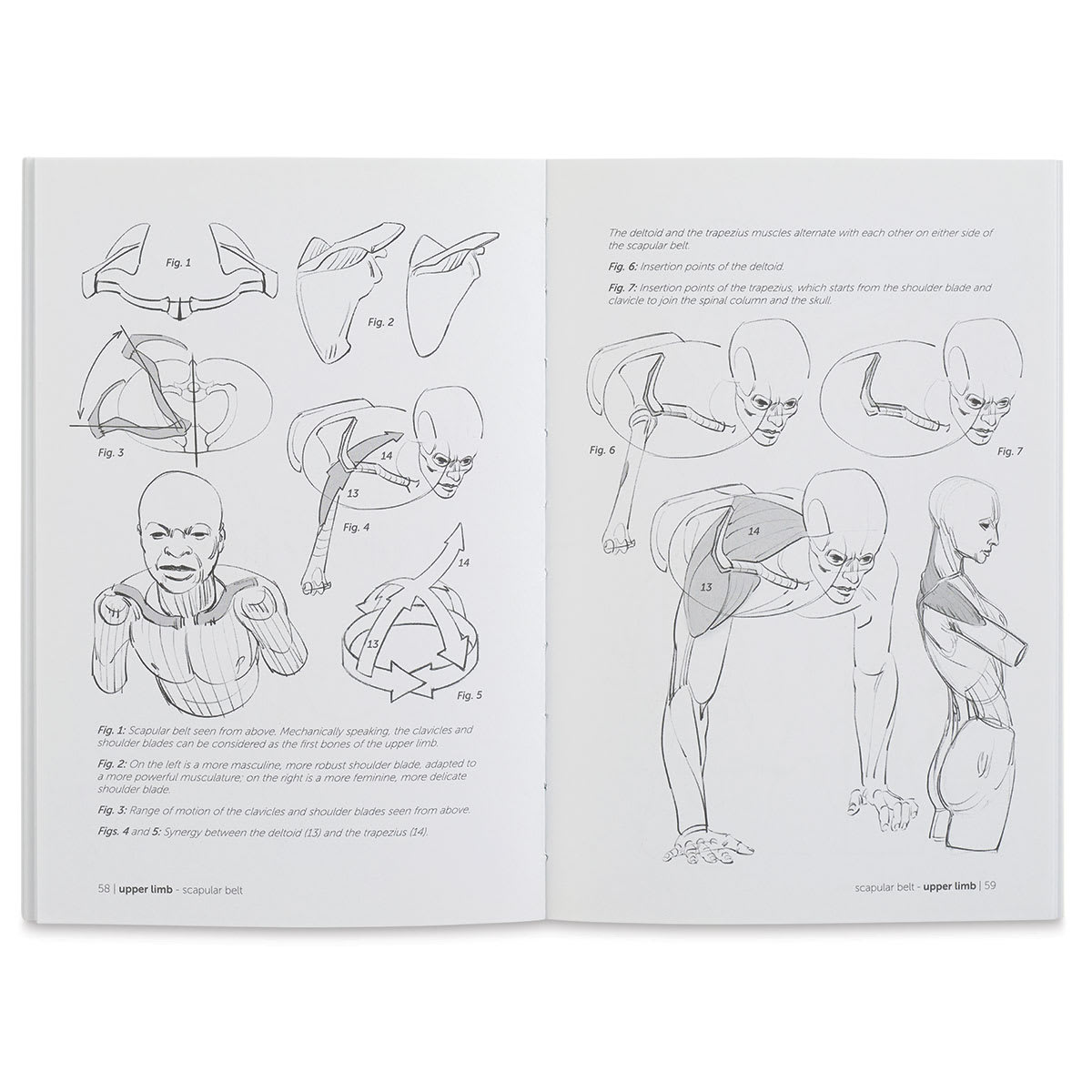 Anatomy for Artists Joint Forms and Muscular Functions - Head and Neck sketches
