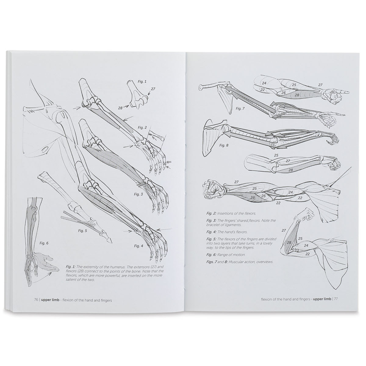 Anatomy for Artists Joint Forms and Muscular Functions - Upper Limb spread
