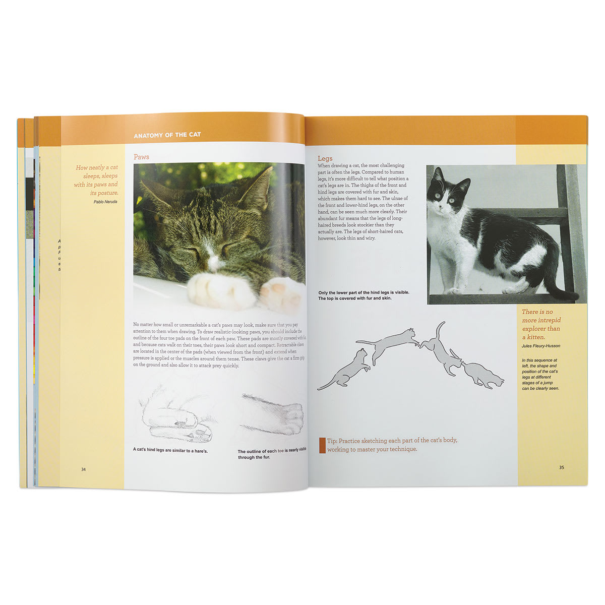 Pencil Drawing Cats