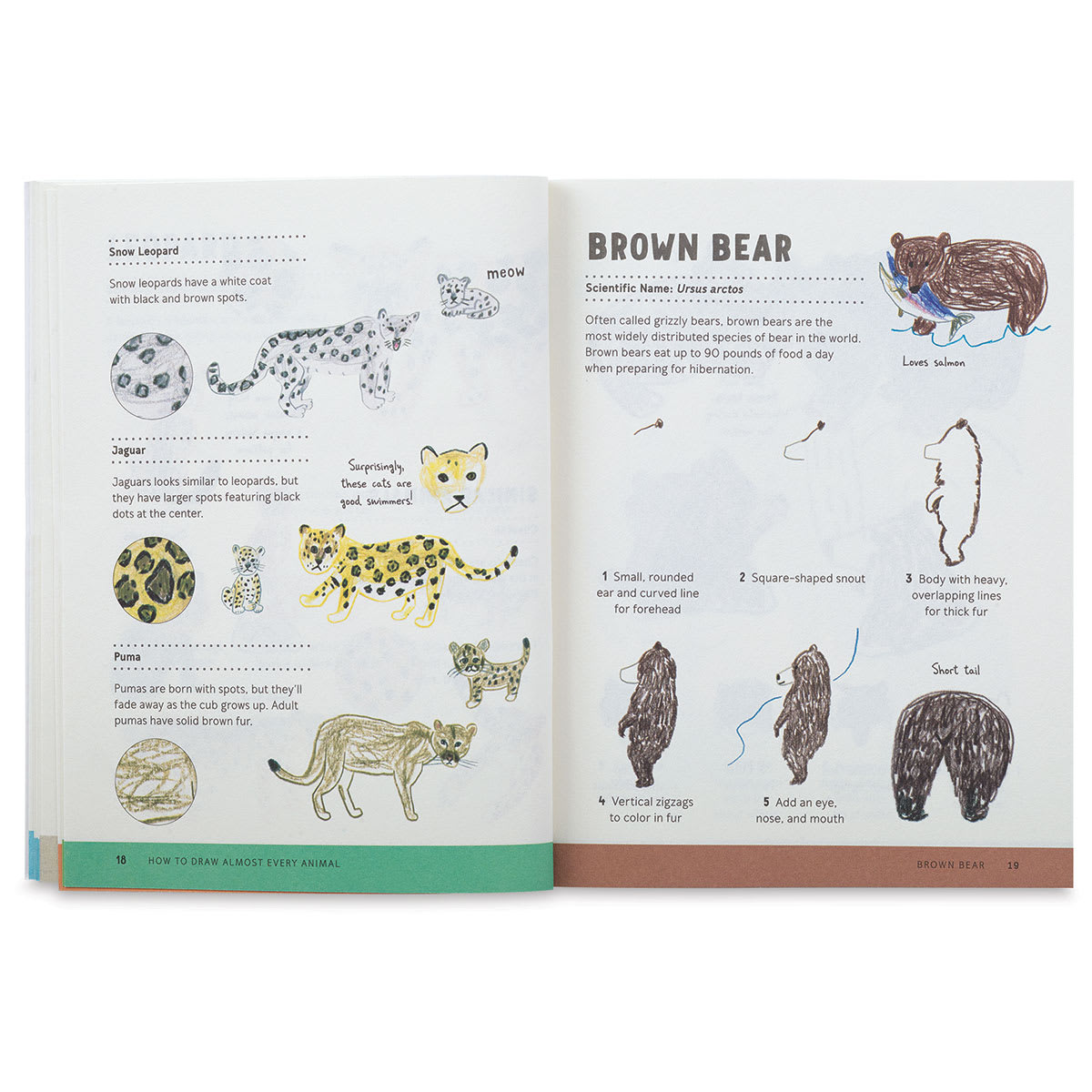 How To Draw Almost Every Animal - Spread on how to draw a Brown Bear
