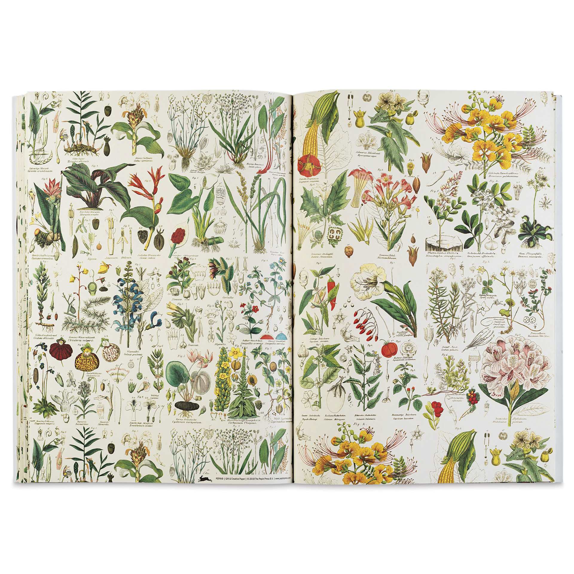 Pepin Press Creative Paper Book - Flora, open showing flowers