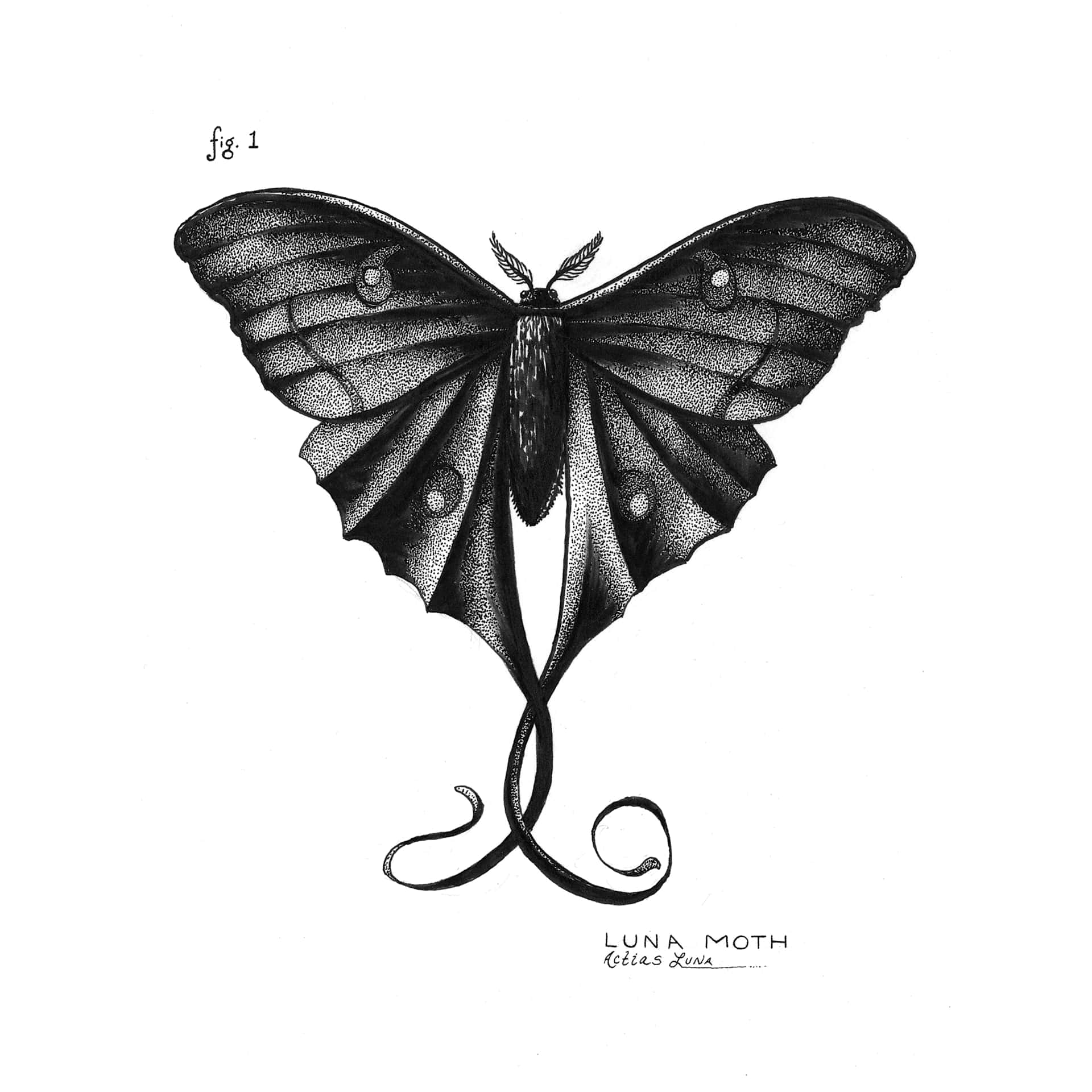Sakura Pigma Sketch Brush Pens, drawing of a butterfly made with a Black pen