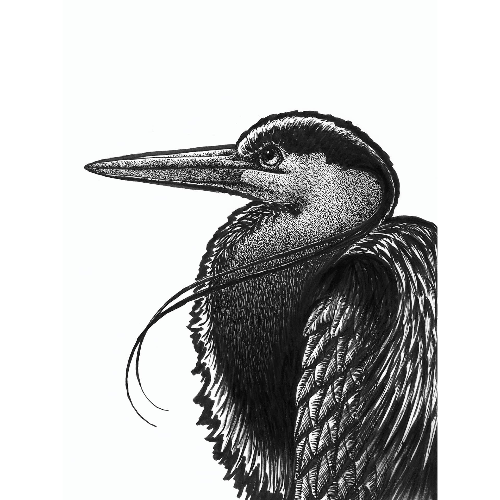Sakura Pigma Sketch Brush Pens, drawing of a crane bird made with a Black pen