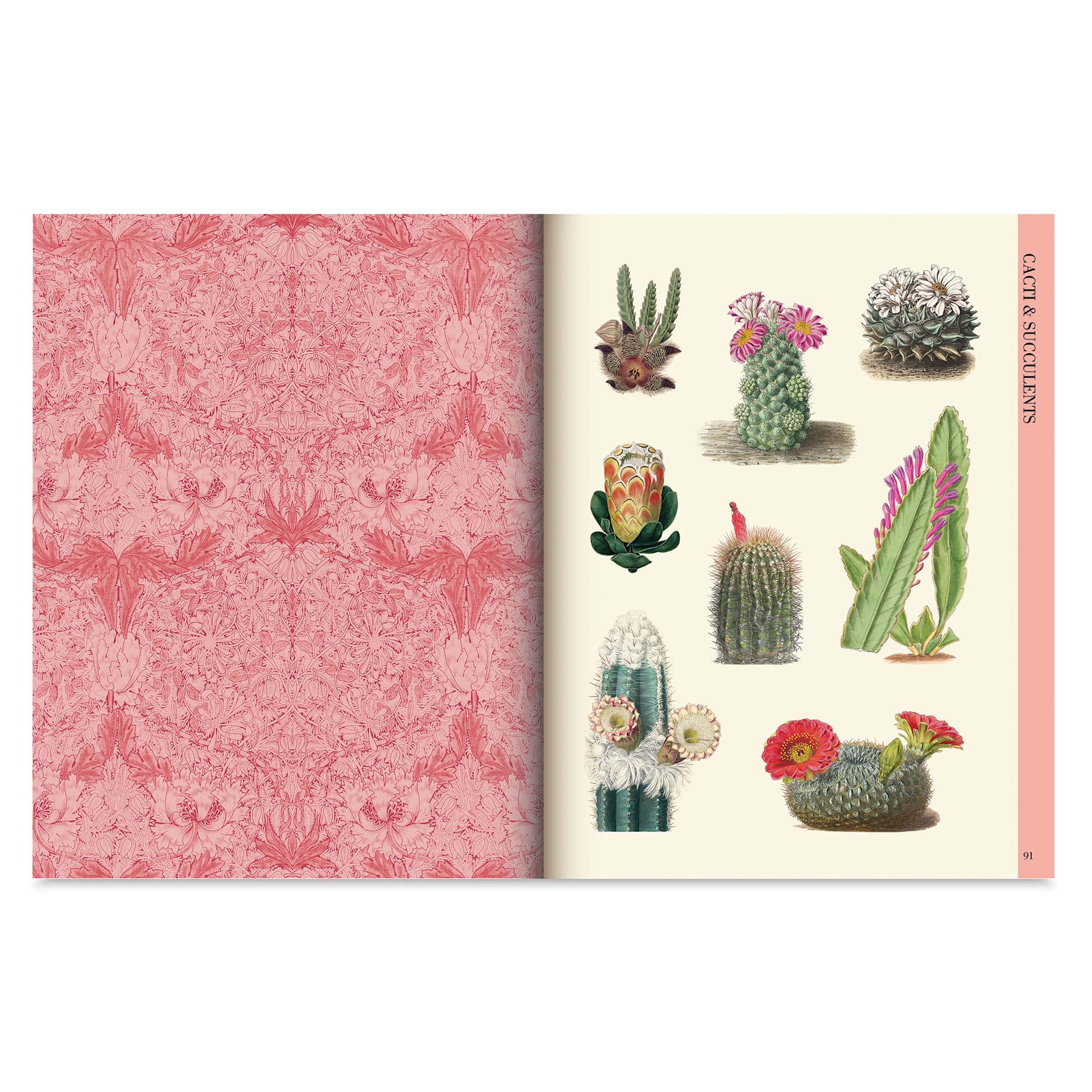 Botanical Art to Cut Out and Collage, succulents