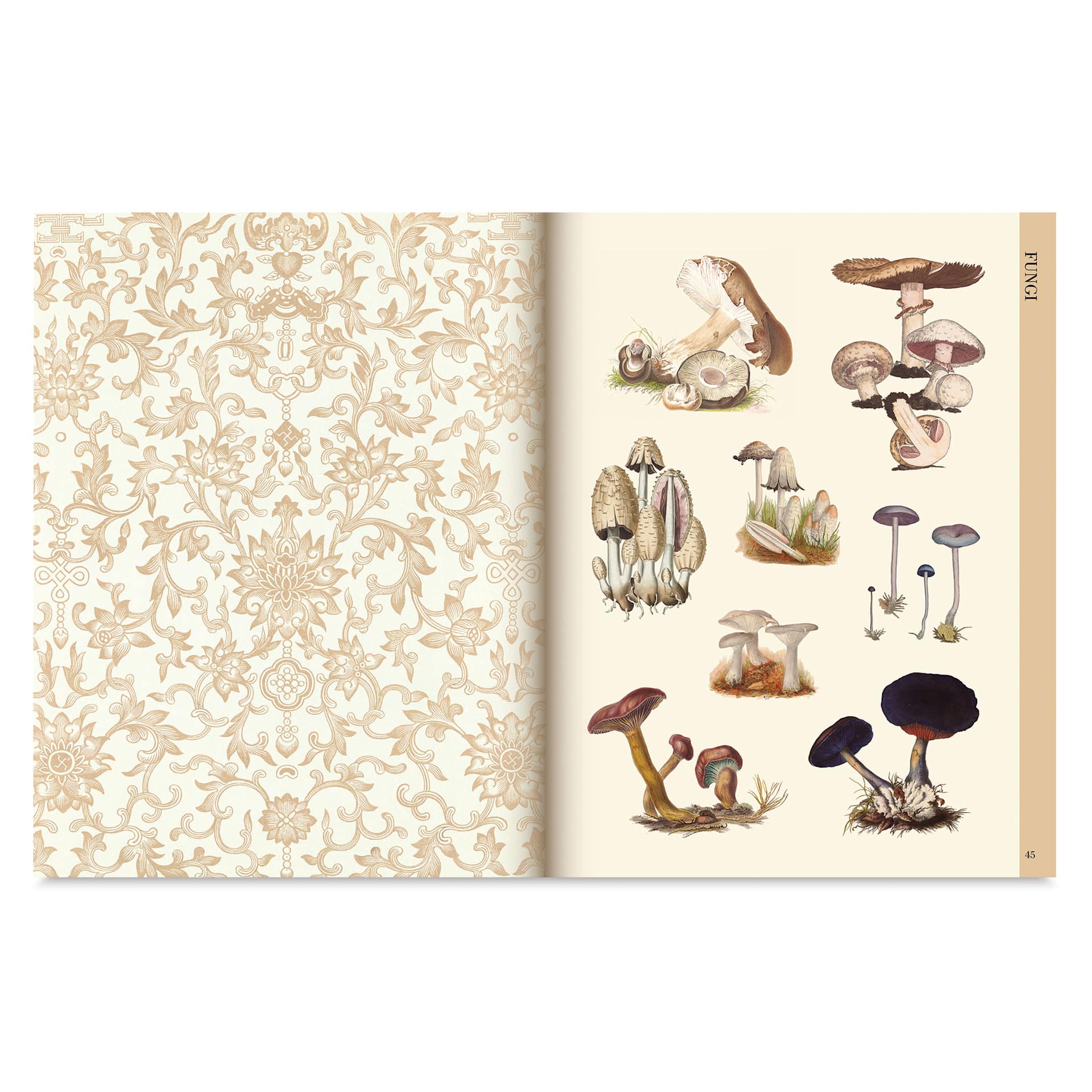 Botanical Art to Cut Out and Collage, fungi