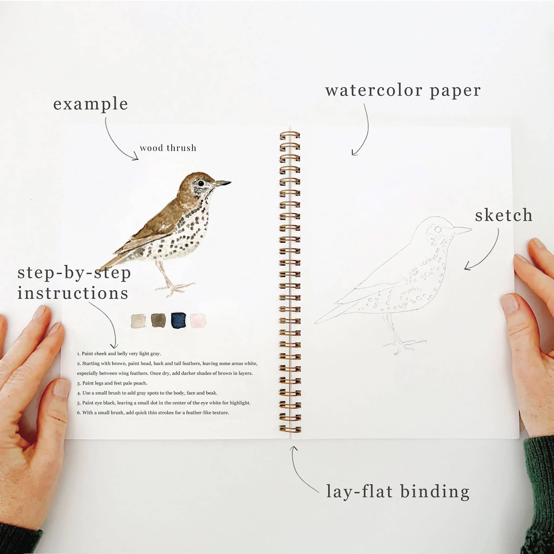 Emily Lex Studio Birds Watercolor Workbook, Wood Thrush sketch