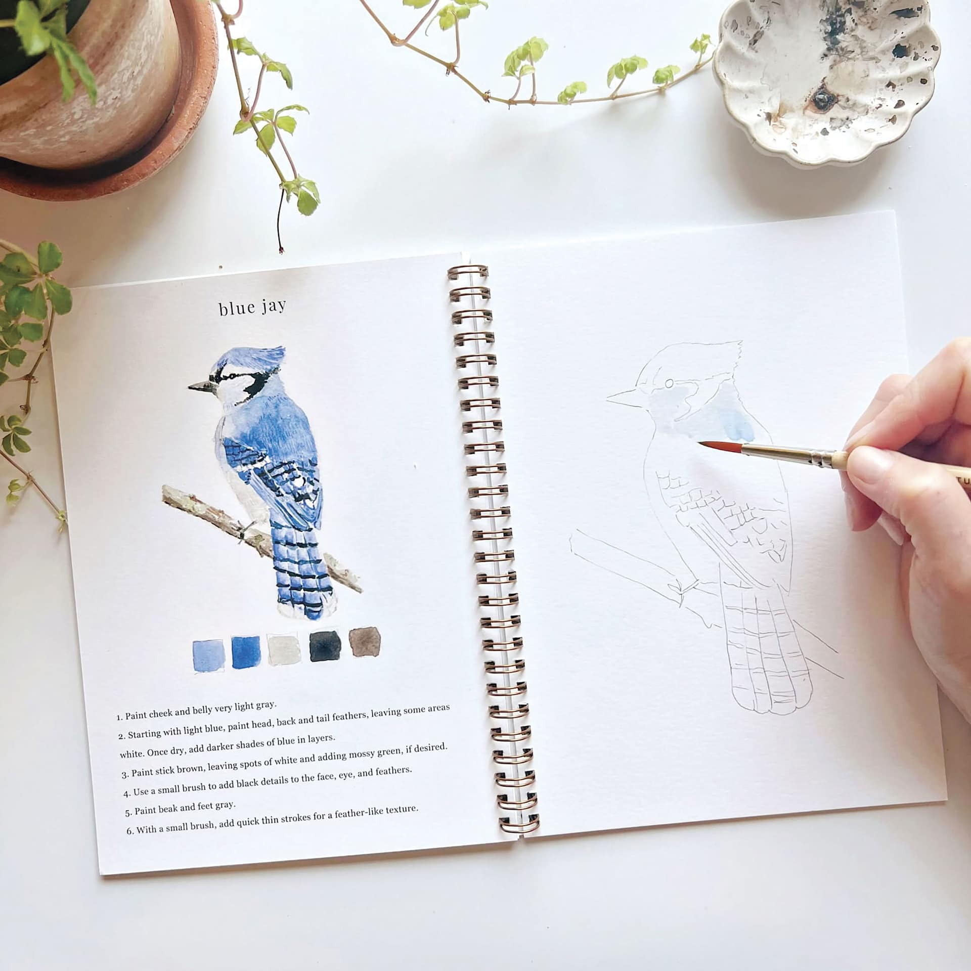 Emily Lex Studio Birds Watercolor Workbook, Blue Jay sketch