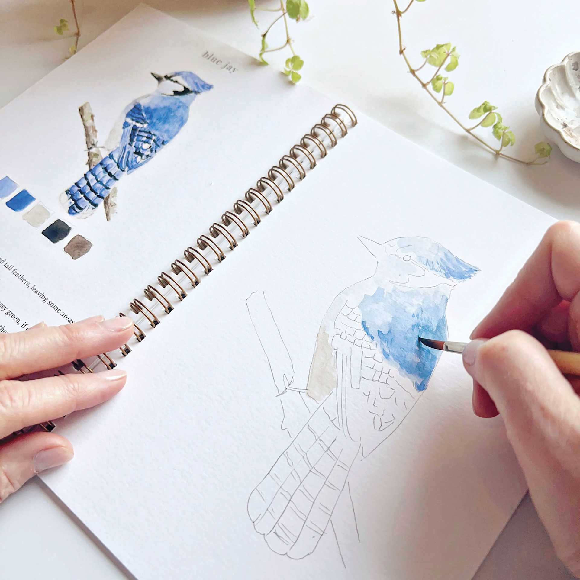 Emily Lex Studio Birds Watercolor Workbook, Blue Jay sketch being painted