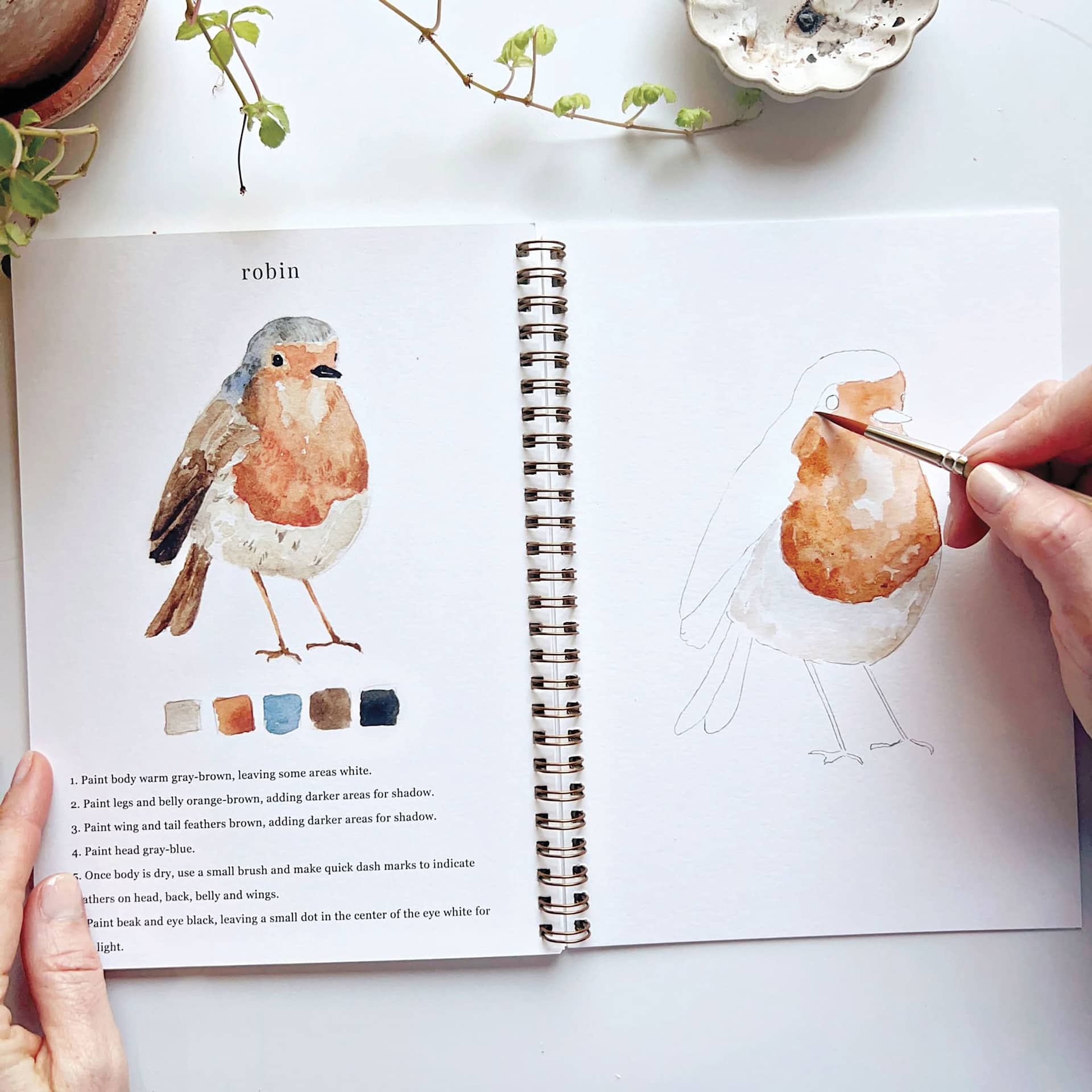 Emily Lex Studio Birds Watercolor Workbook, Robin sketch