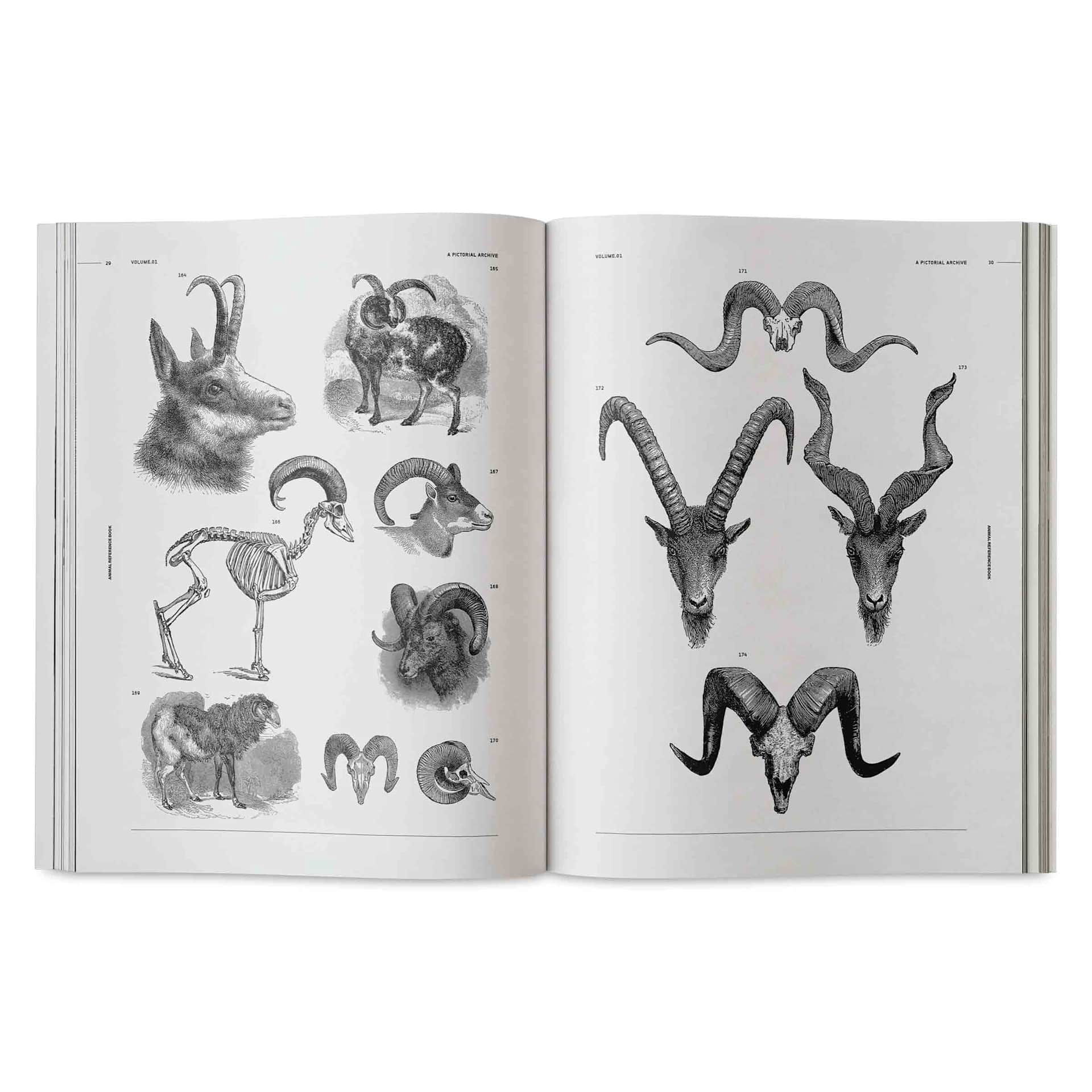 Vault Editions Animals: An Image Archive for Artists and Designers, rams