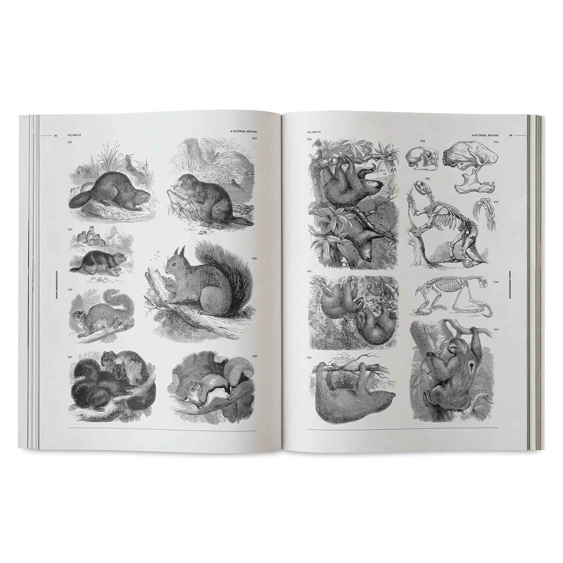 Vault Editions Animals: An Image Archive for Artists and Designers, squirrels, sloths, and beavers