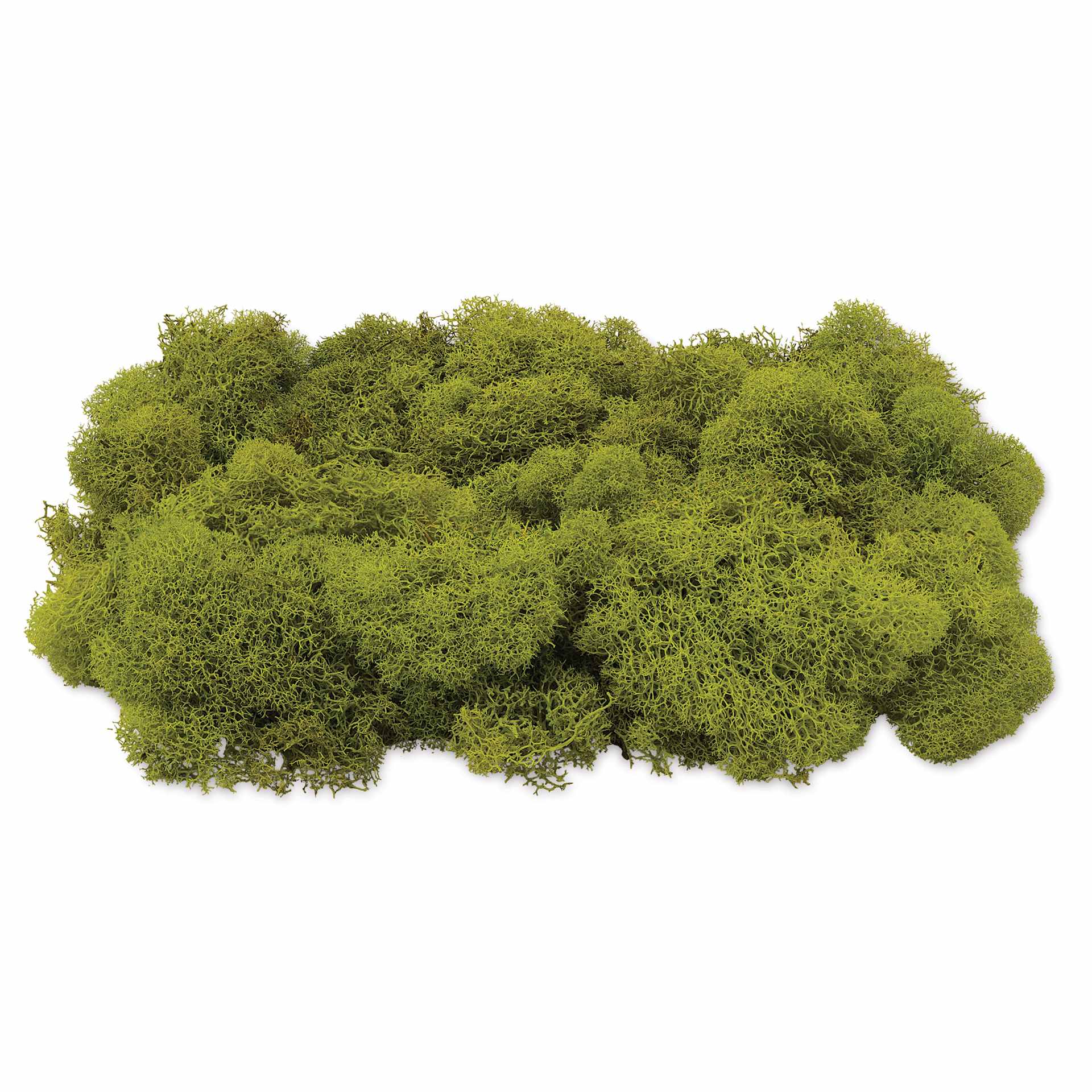 SuperMoss Preserved Reindeer Moss - Chartreuse, side view