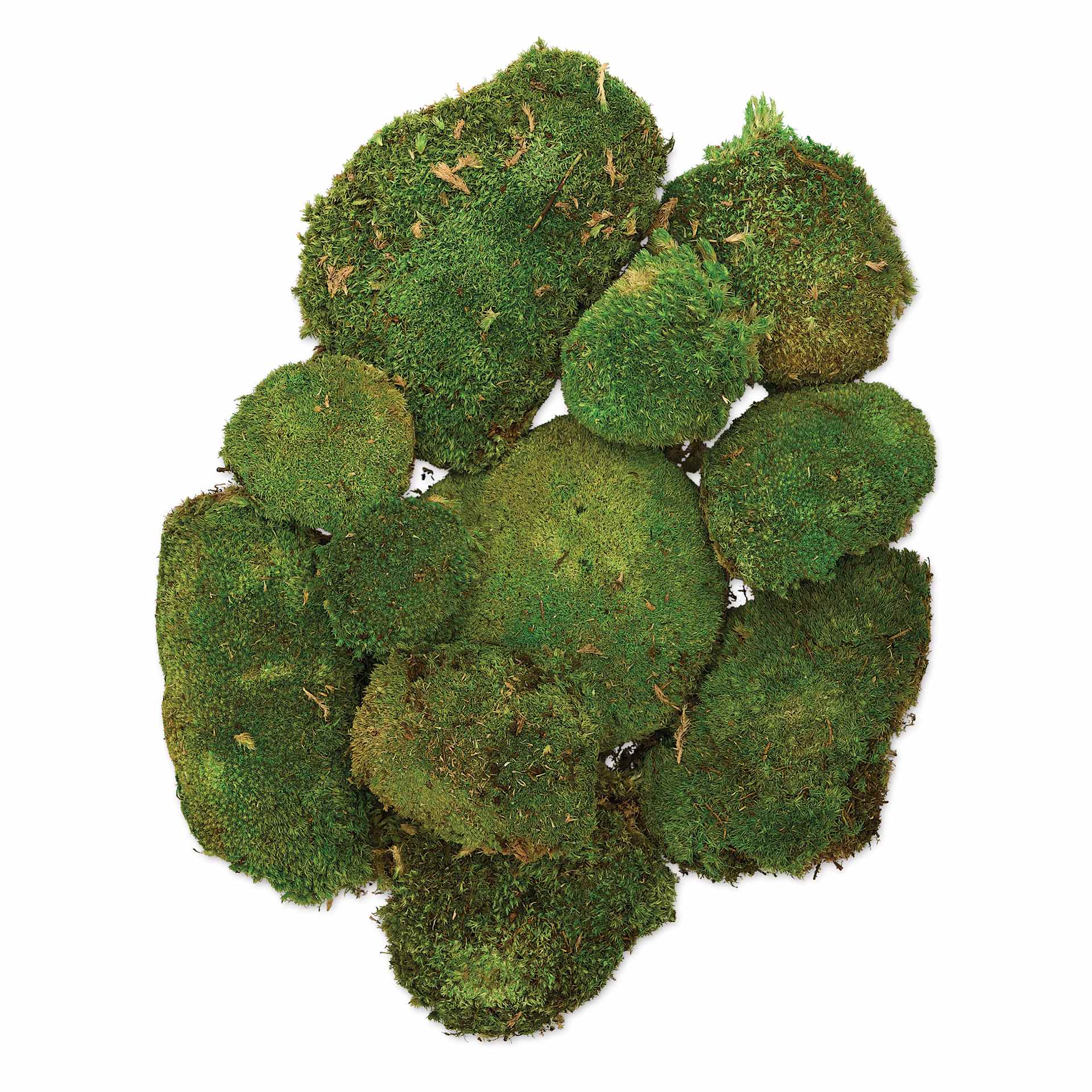 SuperMoss Preserved Topa Moss