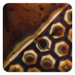 Mayco Elements Glaze - Amber Ash, fired at cone 6 oxidation