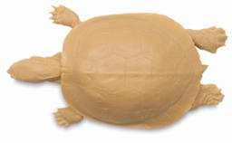 Painted Turtle