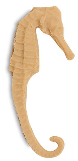 Sea Horse
