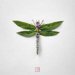 ADAP dragonfly