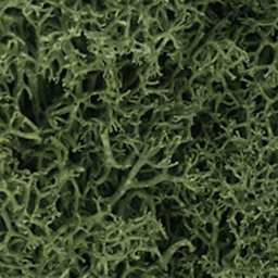 Lichen Groundcover Medium Green - Peggable