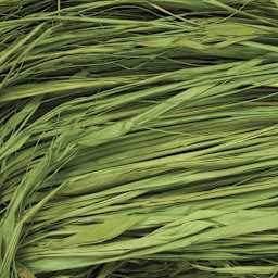 SuperMoss Raffia - Basil - close-up
