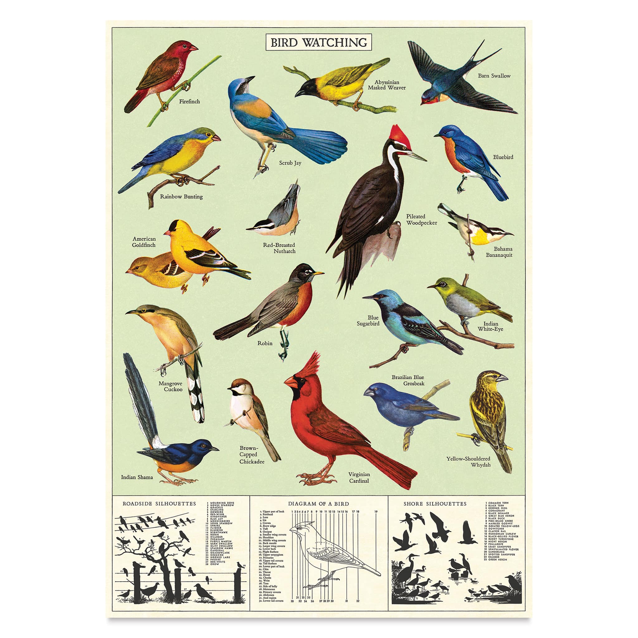 Cavallini Vintage Birdwatching Printed Paper