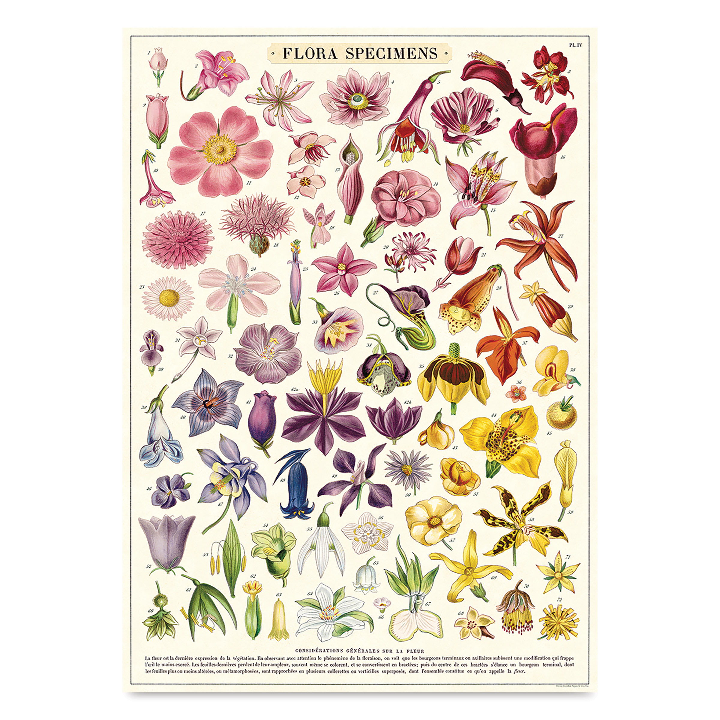 Cavallini Flora Specimens Printed Paper