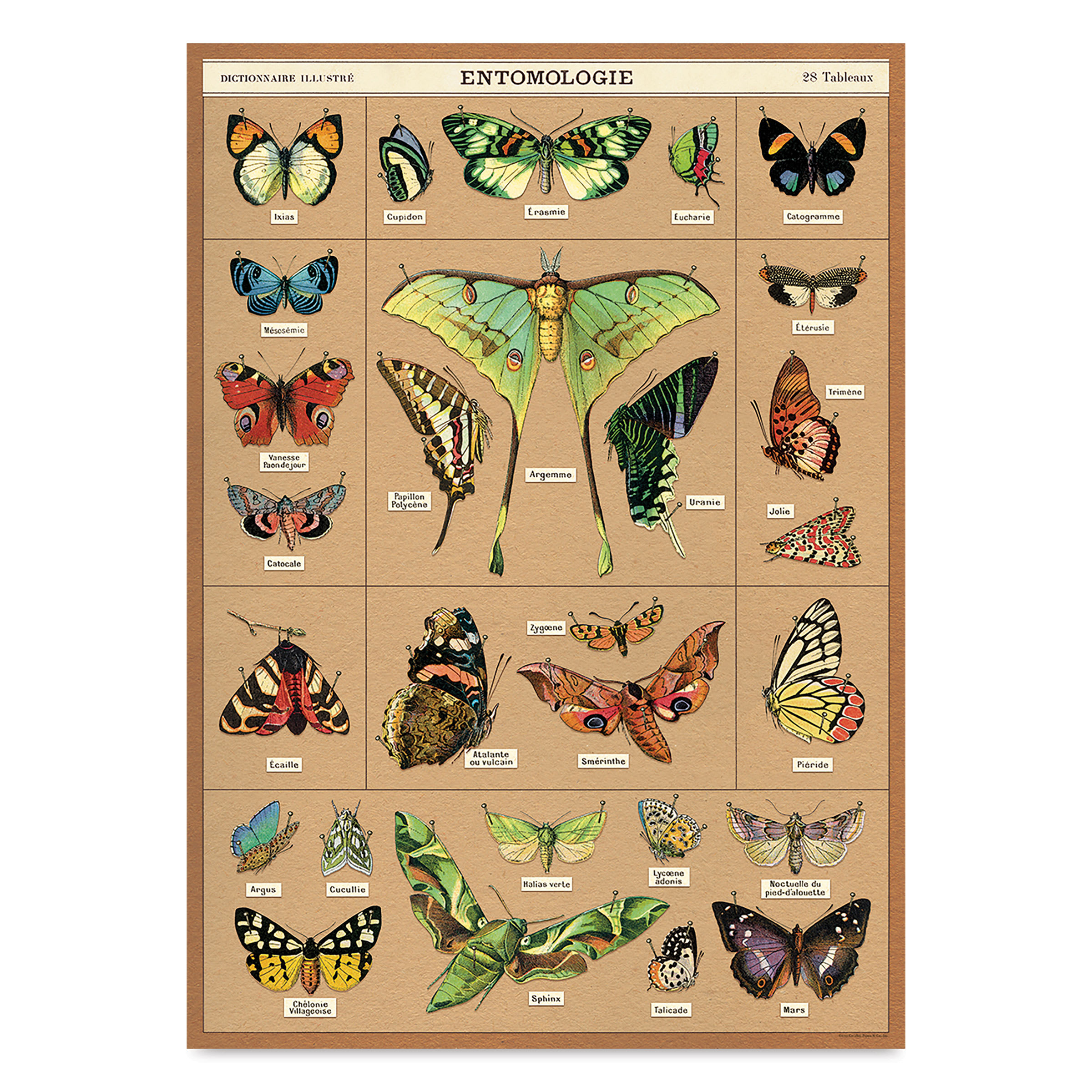 Cavallini Entomology Printed Paper