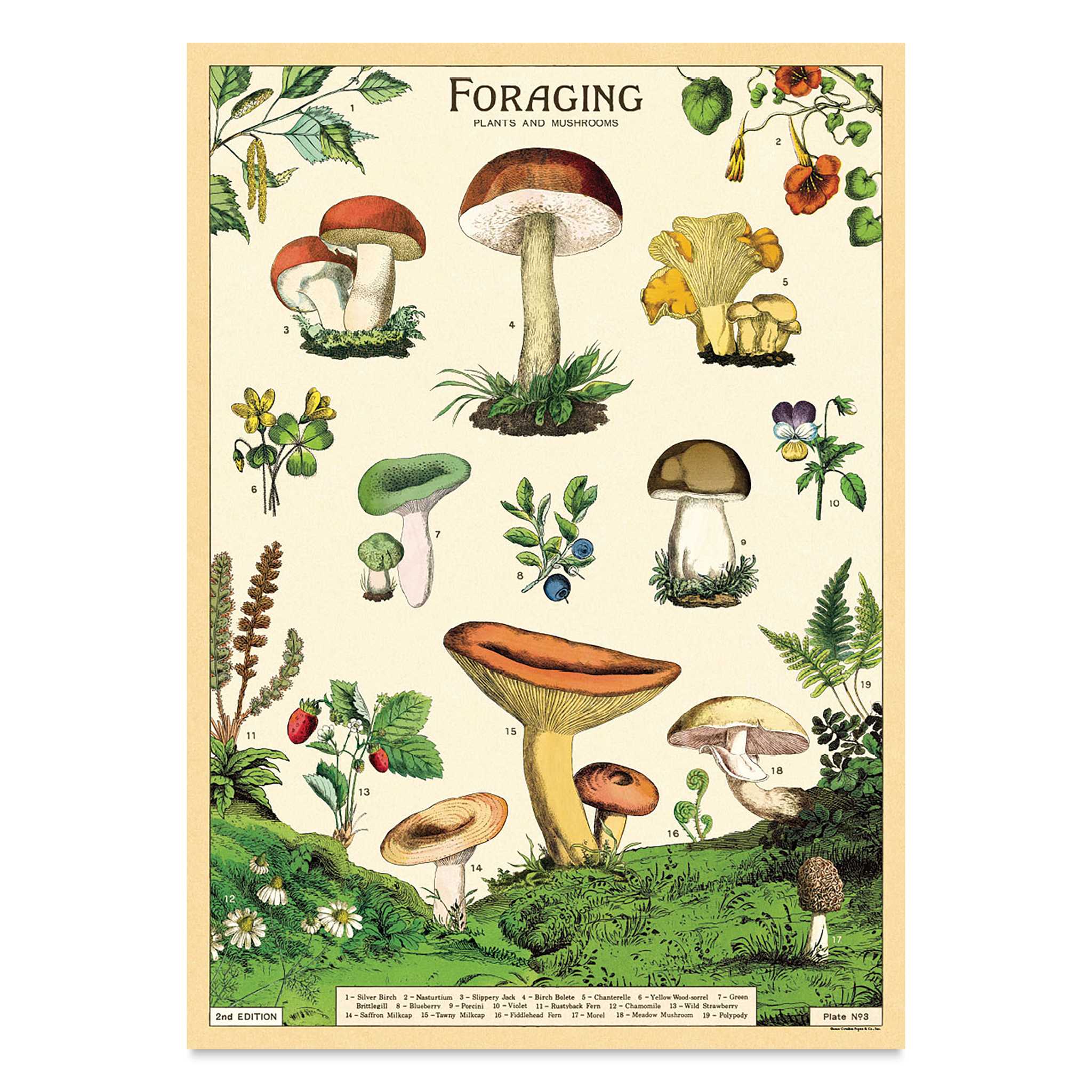 Cavallini Vintage Foraging Printed Paper