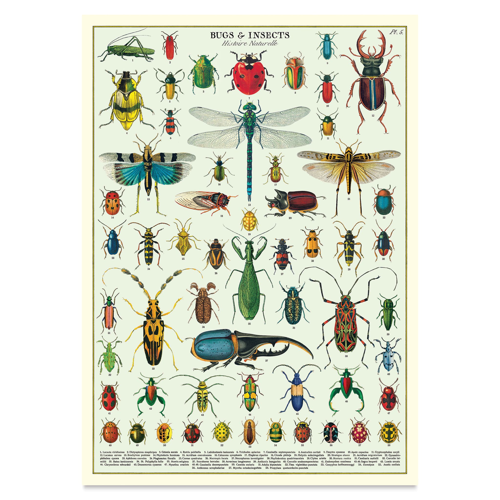Cavallini Vintage Bugs & Insects Printed Paper