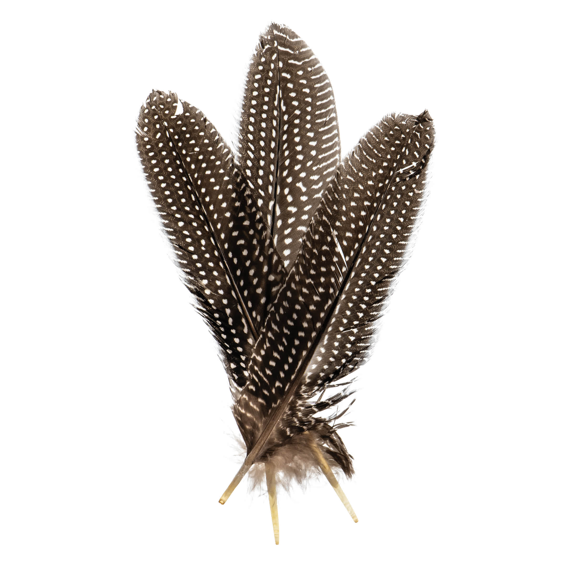 John Bead Guinea Fowl Quill Feathers